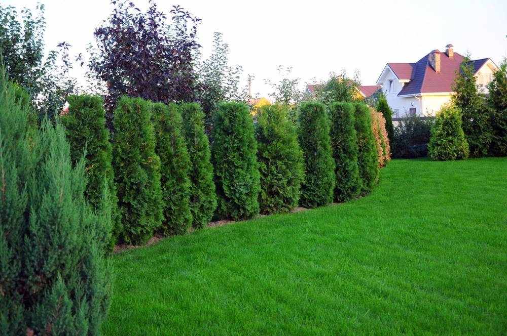 Entretien du jardin